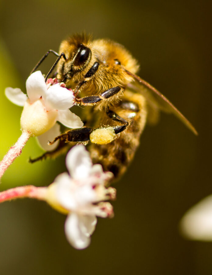 Immerse yourself in the world of ground bees as you meet these fascinating pollinators up close.