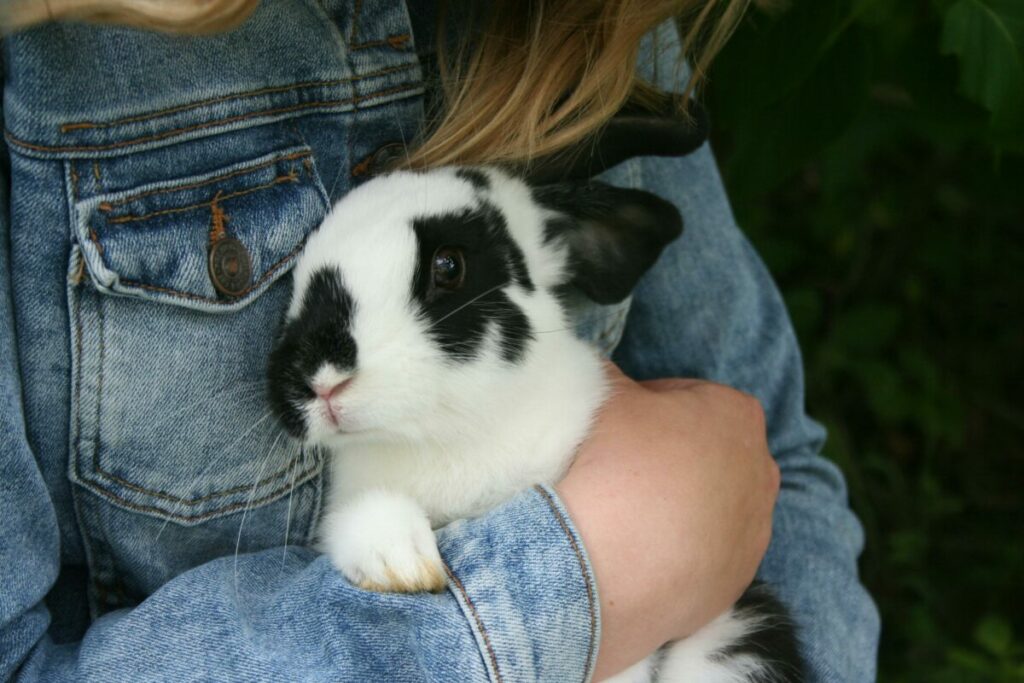 Cuddling mini rex rabbit