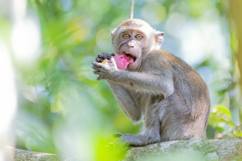Small monkey eating a fruit
