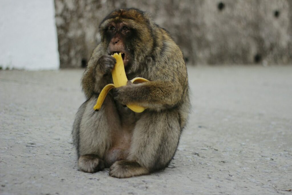 Small monkey on a zoo eating banana