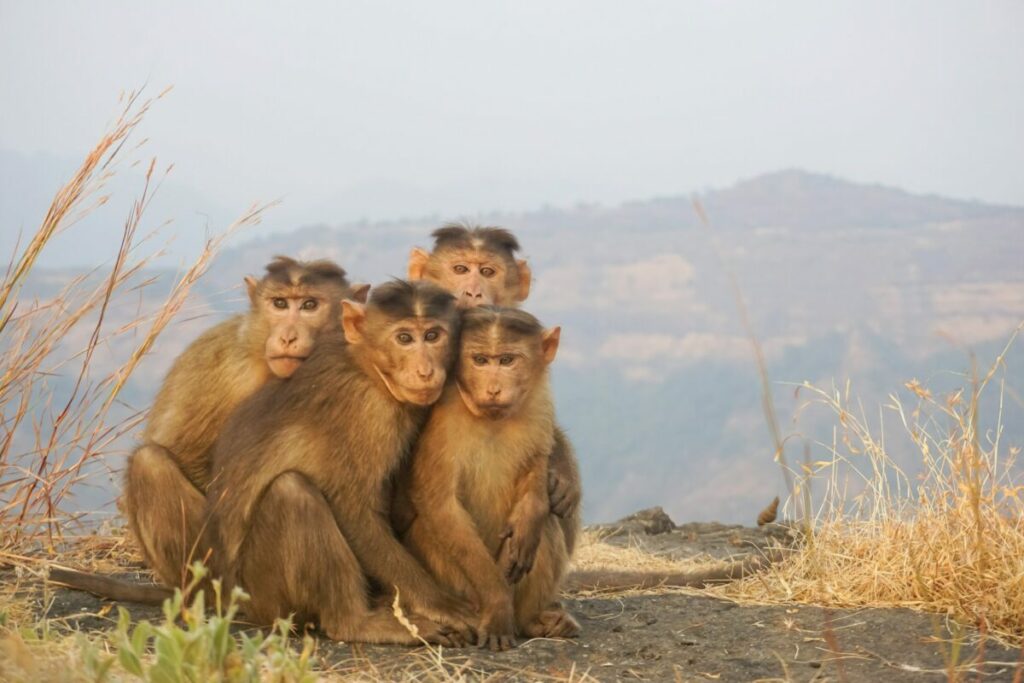 Family of monkeys on a mountain