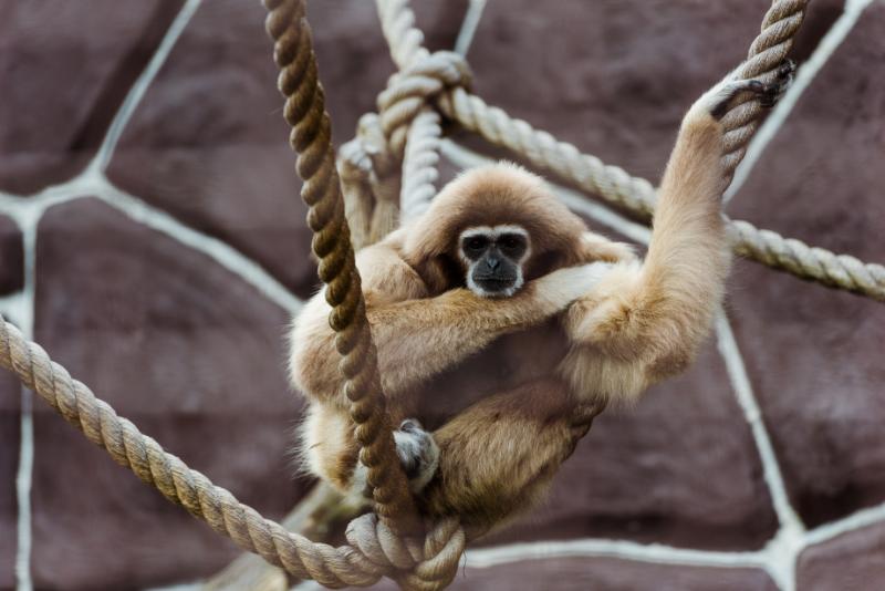 Monkey sitting in ropes with knots