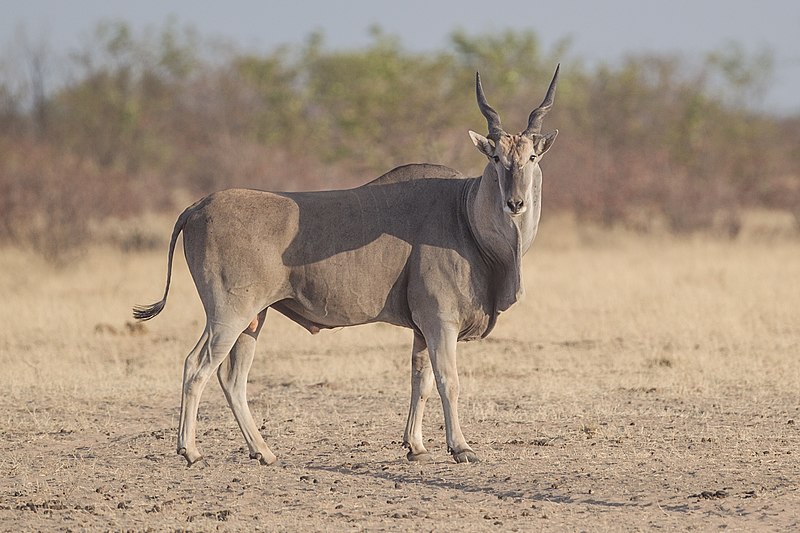 The eland, a large antelope species, is naturally distributed across a variety of habitats in Africa, ranging from open savannas to wooded areas and semi-desert regions.
