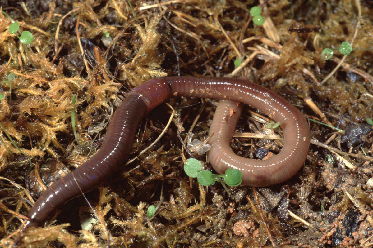 Common Earthworm (Lumbricus Terrestris) Nightcrawler