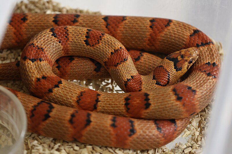 Nuevo Leon Kingsnake with bright orange color in an enclosure