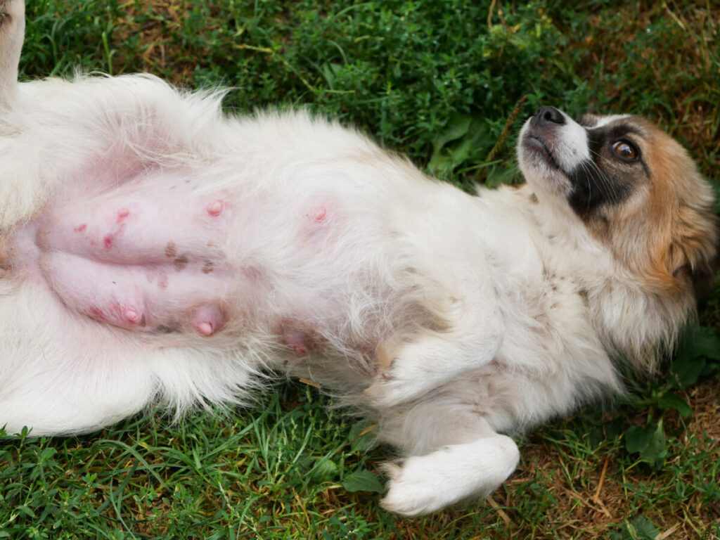 Small nursing dog laying and relaxing on a grass