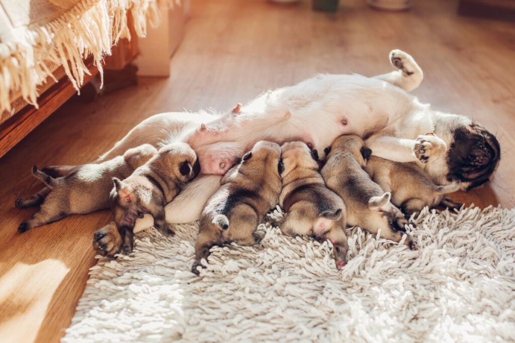 Pug dog nursing her puppies while laying and relaxing on the floor