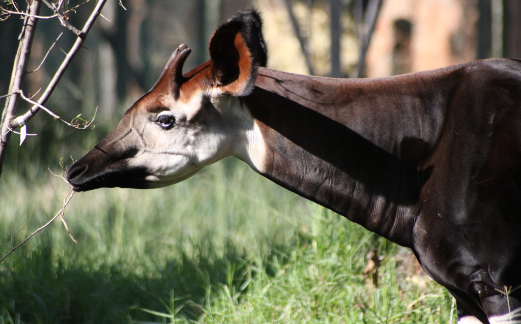 Explore the Okapi's territorial domain within the lush rainforests of Central Africa through this informative map, providing insights into the geographical range they inhabit.