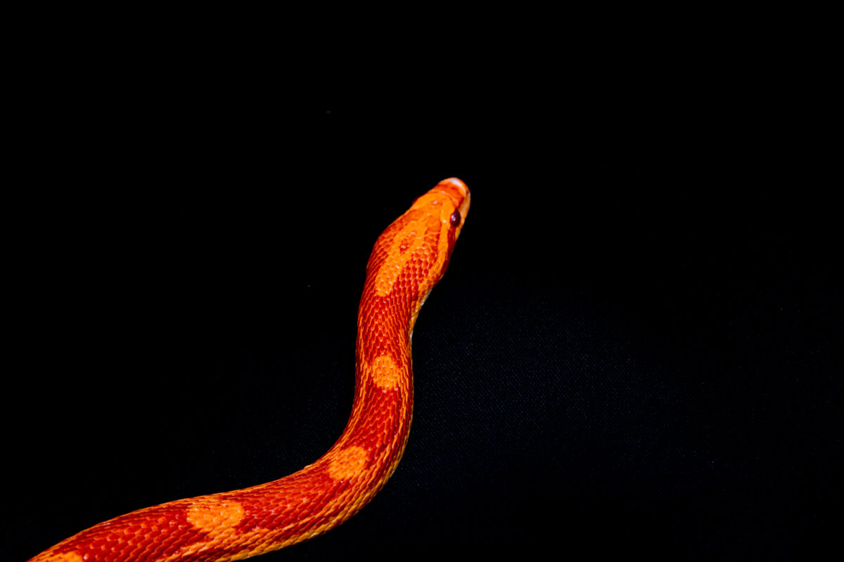 The corn snake (Pantherophis guttatus) is a North American species of rat snake that subdues its small prey by constriction.