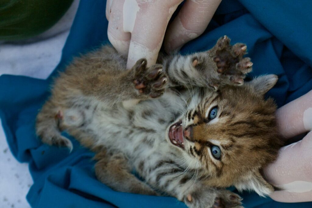 Hands checking a Bobcat kitten