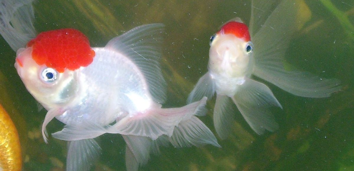A pair of red cap oranda goldfish.
