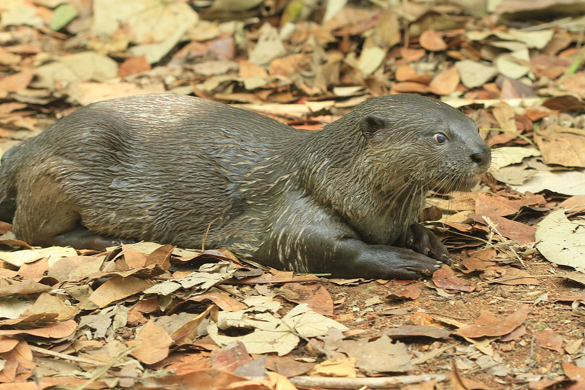 Smooth cotted otter