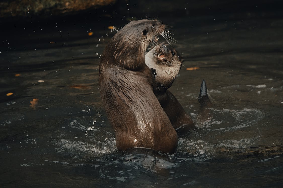 Marine otters fighting in the water