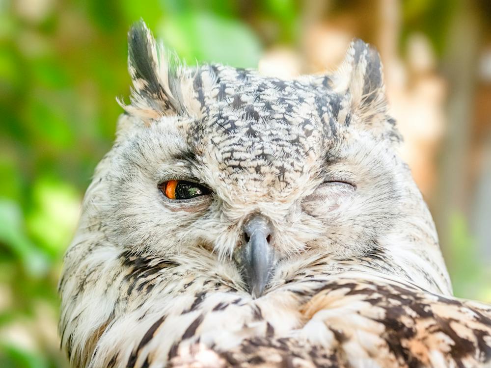 An owl with an eye opened