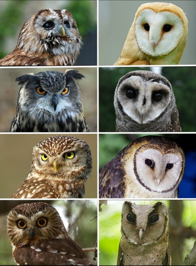 A portrait showing different owl species