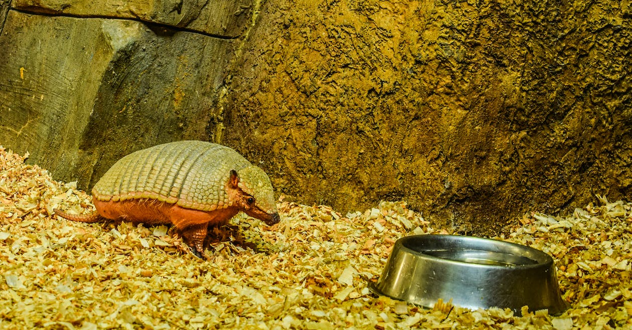 Pet Armadillo with a bowl of water