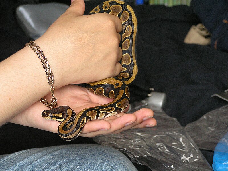 Hand holding a Pet Ball Python