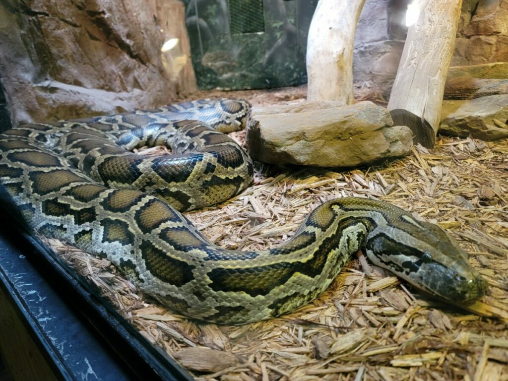Pet snake in a huge enclosure