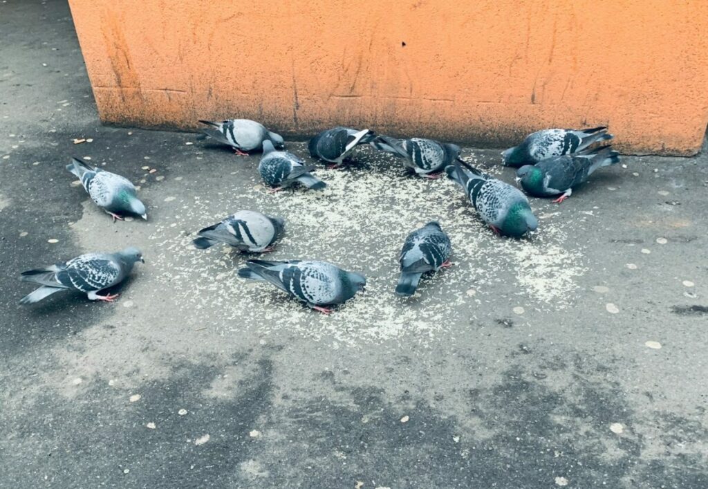 Pigeons eating grains off the ground