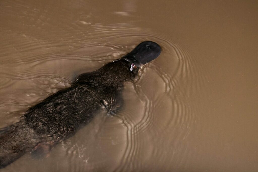 Platypus whole body while swimming in a creek