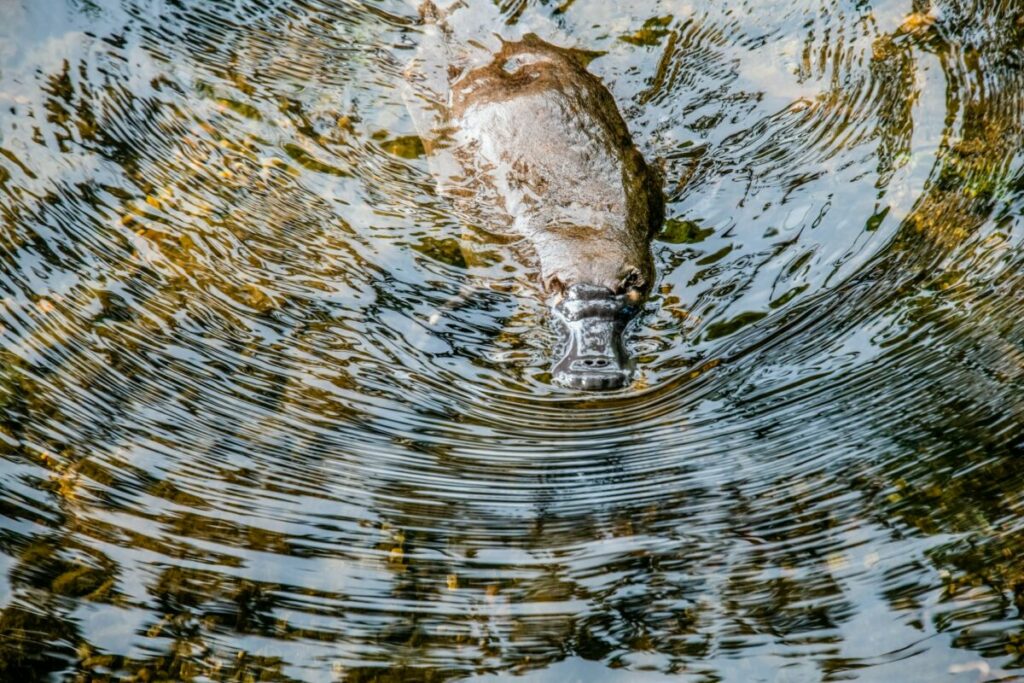 Platypus face and beak while swimming