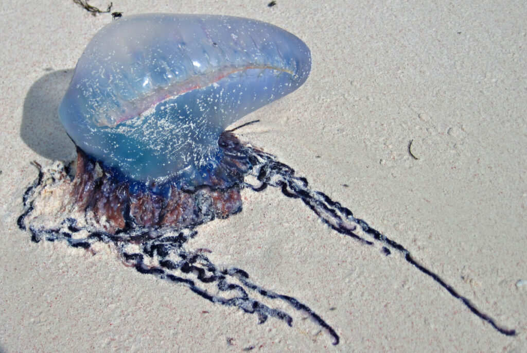 A detailed image of a Portuguese man-of-war jellyfish, displaying its vibrant blue, pink, and purple gas-filled float, along with long, trailing tentacles.