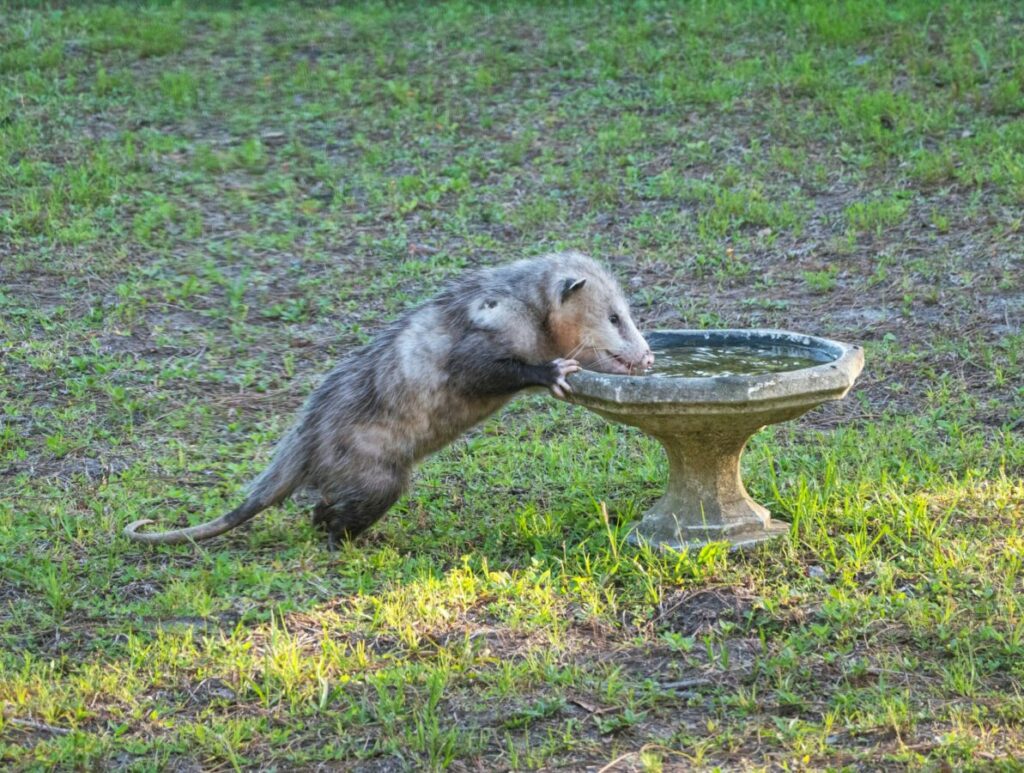Possum drinking water
