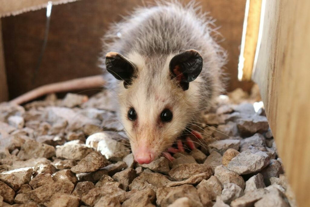 Big possum face close-up