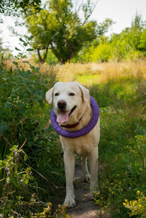Explore the potential health concerns associated with Labrador Retrievers, including hip and elbow dysplasia, eye conditions, obesity, and other hereditary or common issues.