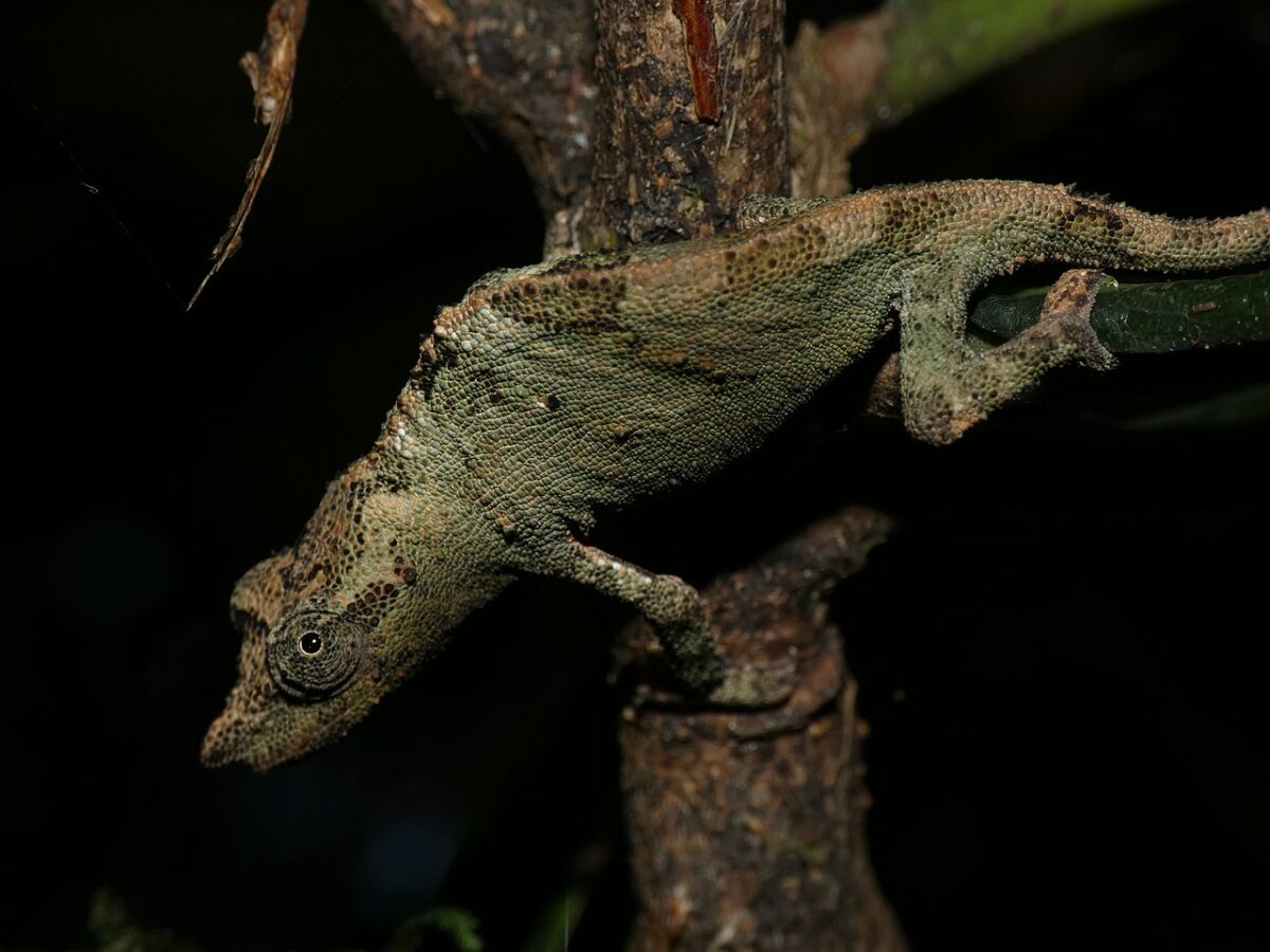 Marshall's Pygmy Chameleon (Rhampholeon marshalli)