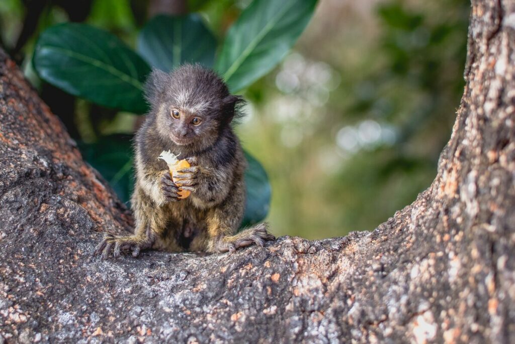 Pygmy marmoset eating on a tree branch