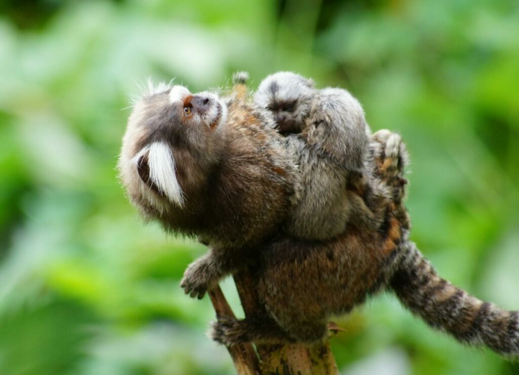 Mother and child Pygmy marmoset on a tree branch