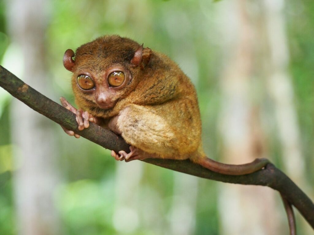 Pygmy Tarsier clinging on a tree branch