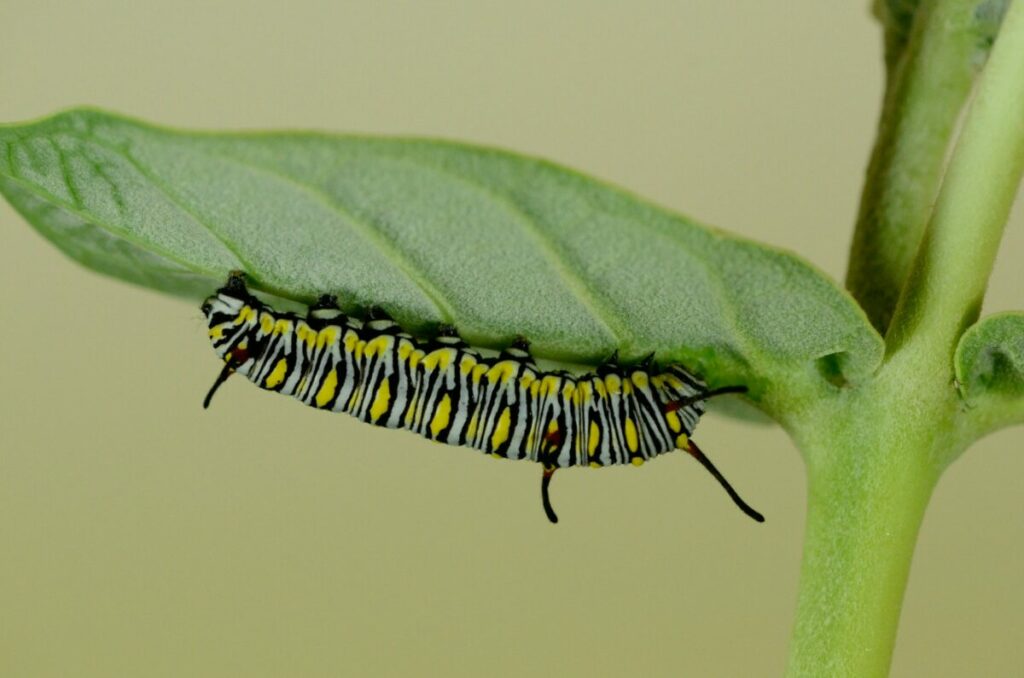 Queen butterflies caterpillar on a leaf