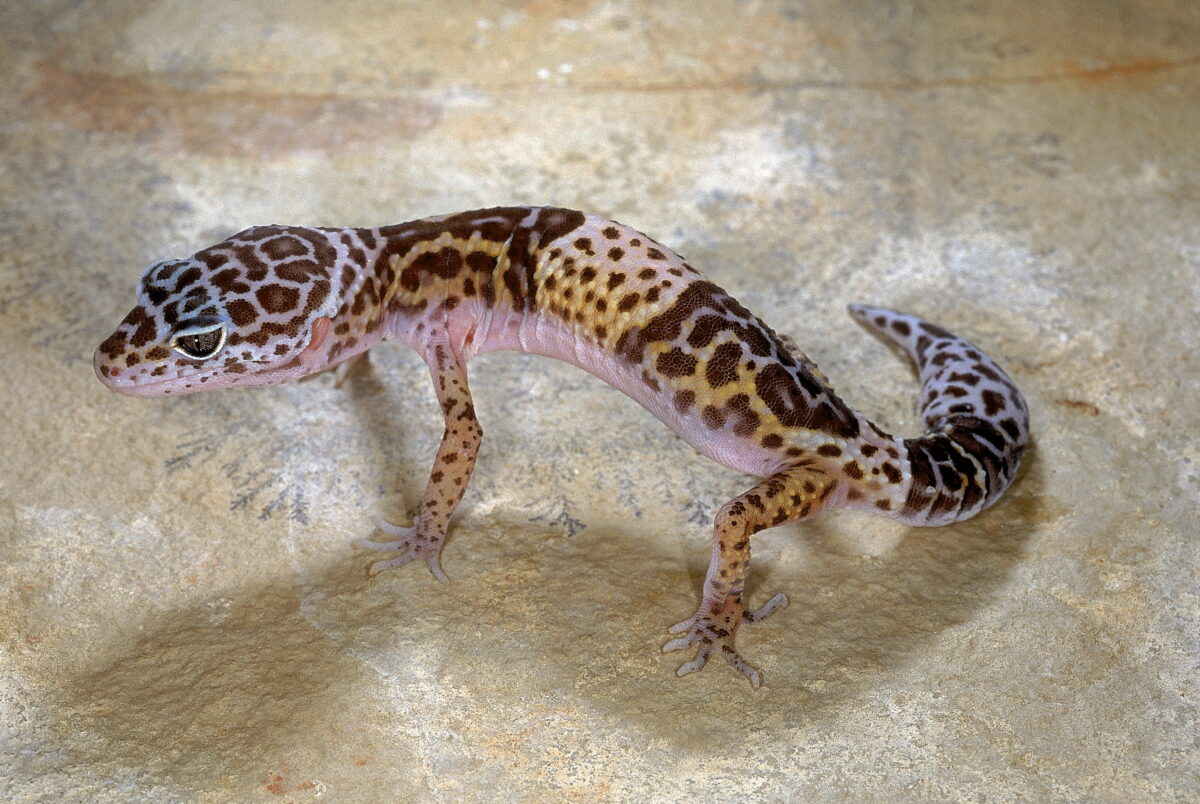 Rare Leopard Geckos