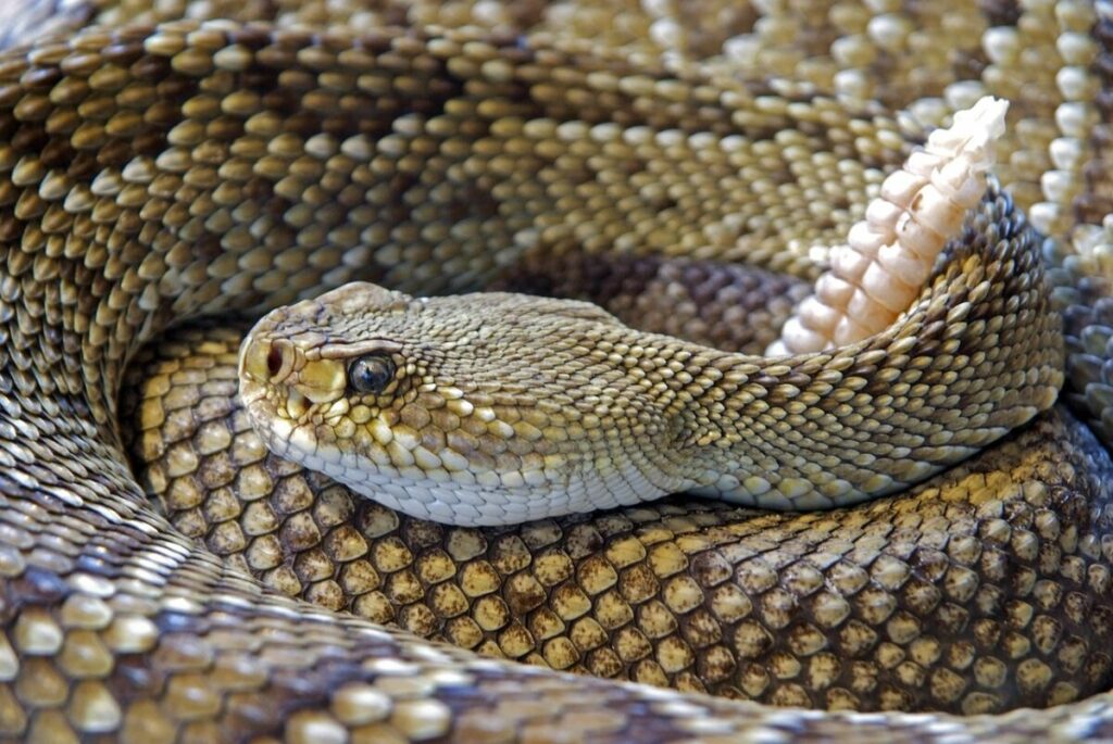 Rattlesnake face close-up