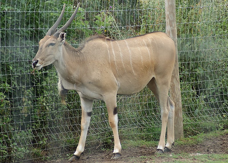 Elands exhibit intriguing reproductive and social characteristics that contribute to their dynamic existence in the African wilderness.