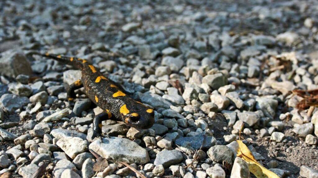 Black and yellow in salamander