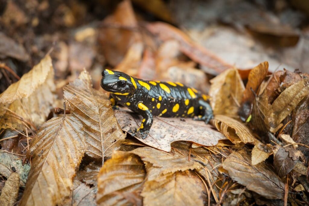 Salamander in the wild close-up