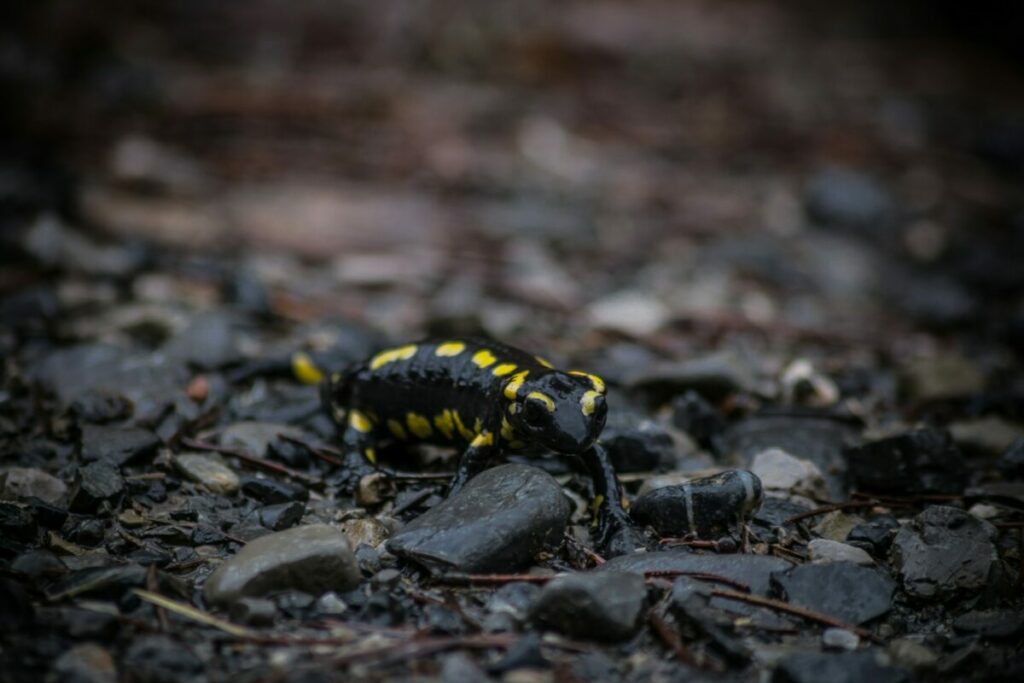 Salamander crawling on the rocks
