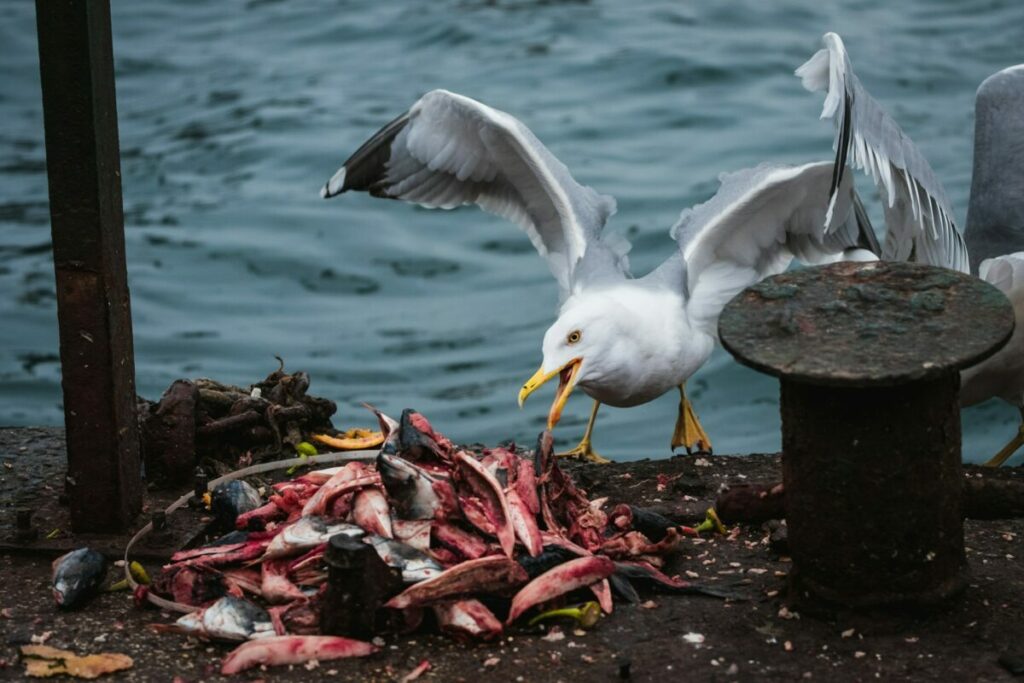 Seagull about to eat fish parts