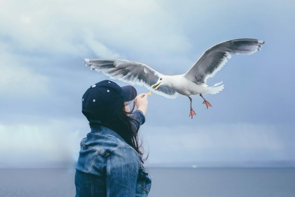  Woman wearing a cap feeing a flying seagull 