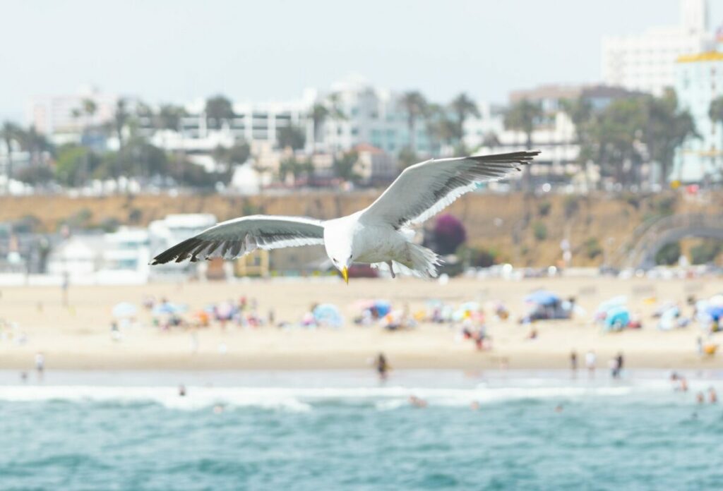 Seagull flying above water on a busy beach
