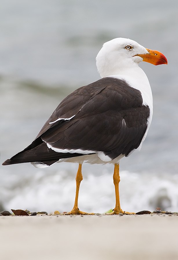 Pacific Gull (Larus pacificus pacificus) Bruny Island
