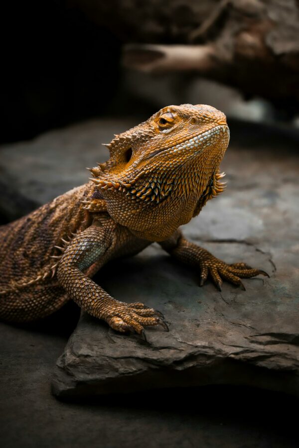 A sleepy bearded dragon pet close-up