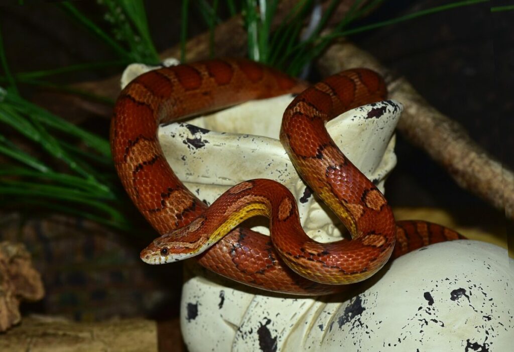 Small corn snake on a garden ornament close-up