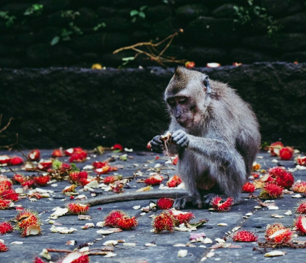 Small monkey peeling rambutan fruits on the ground