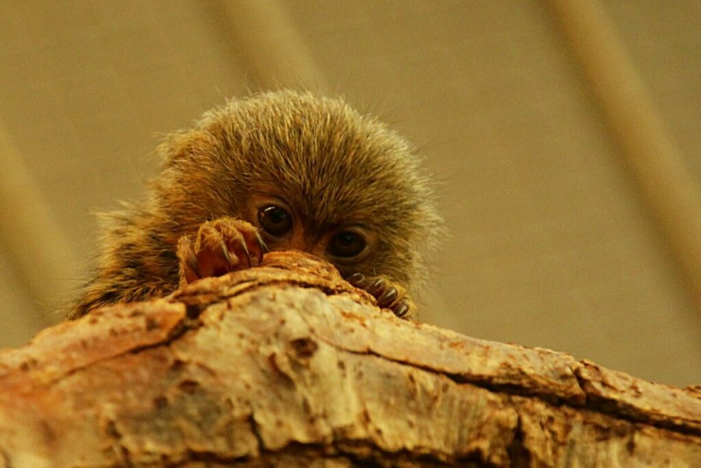 Small pygmy marmoset hiding on a tree branch