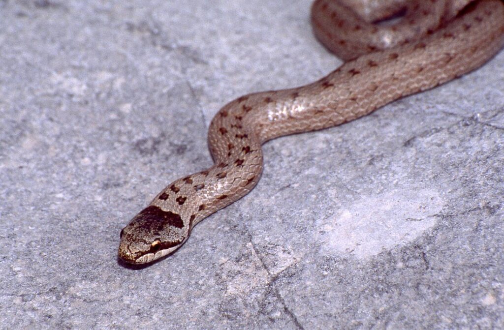 Smooth Snake Face Close-up