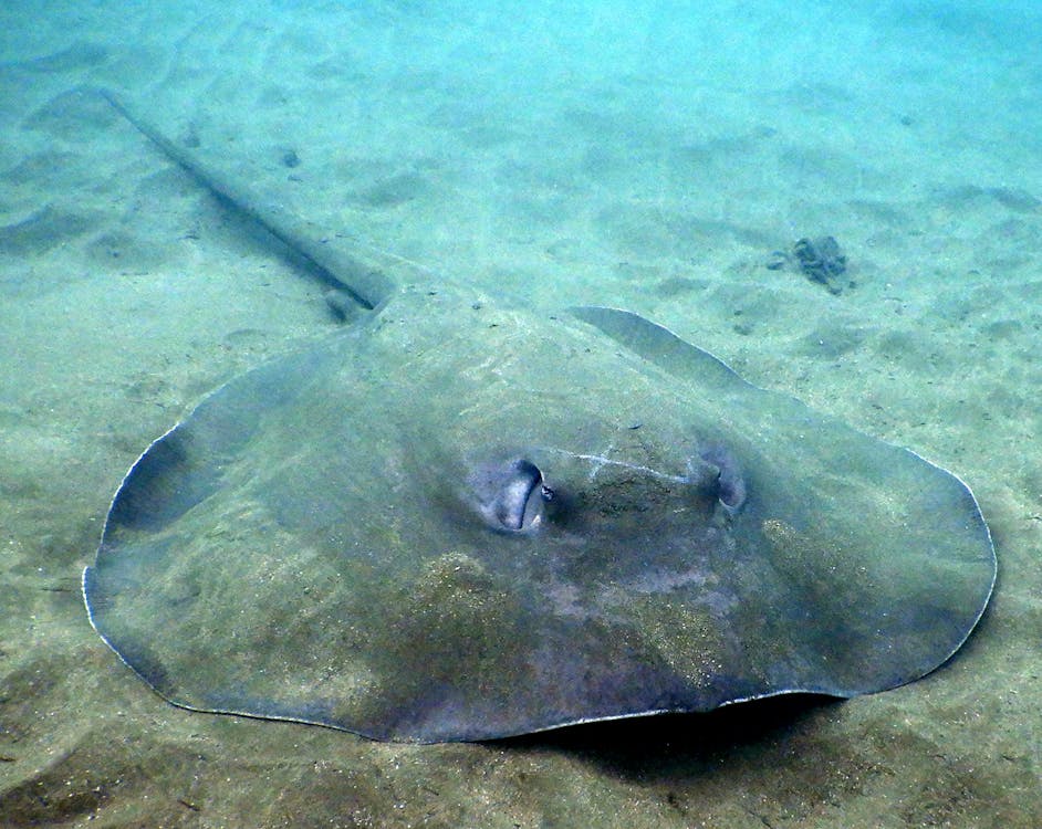 Stingray Fish in Water
